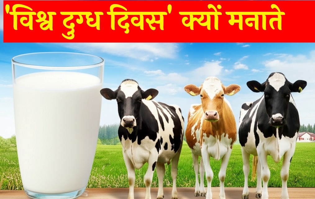 ताज़े दूध का गिलास और तीन अलग-अलग नस्लों की डेयरी गायें धूप से भरे चरागाह में, डेयरी उद्योग और दूध के पोषण संबंधी महत्व को दर्शाती हैं।