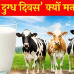 ताज़े दूध का गिलास और तीन अलग-अलग नस्लों की डेयरी गायें धूप से भरे चरागाह में, डेयरी उद्योग और दूध के पोषण संबंधी महत्व को दर्शाती हैं।