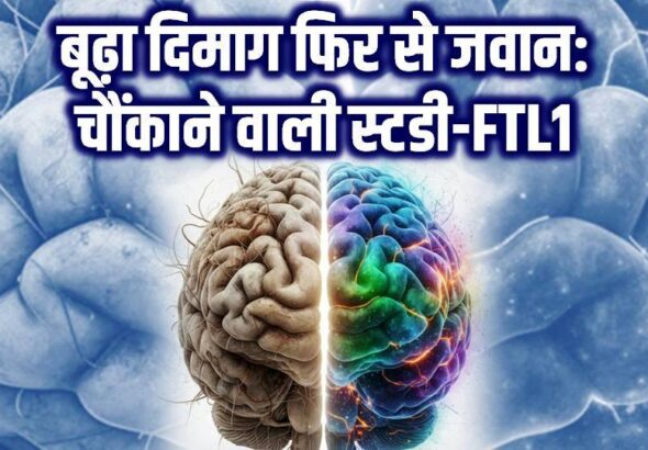 दिमाग की उम्र बढ़ना और FTL1 प्रोटीन का असर"