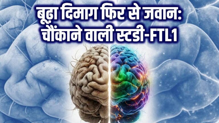 दिमाग की उम्र बढ़ना और FTL1 प्रोटीन का असर"